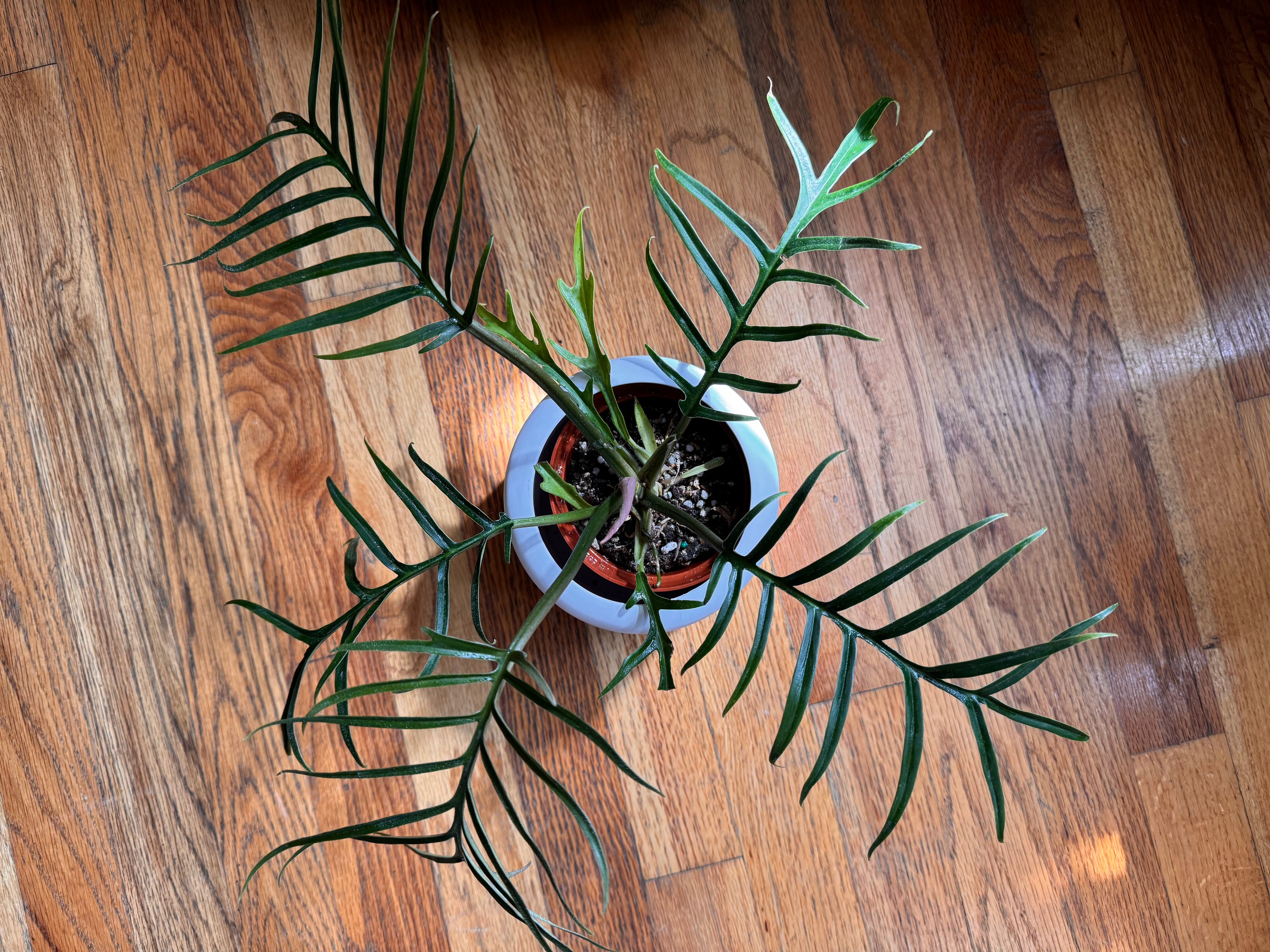 Philodendron Tortum