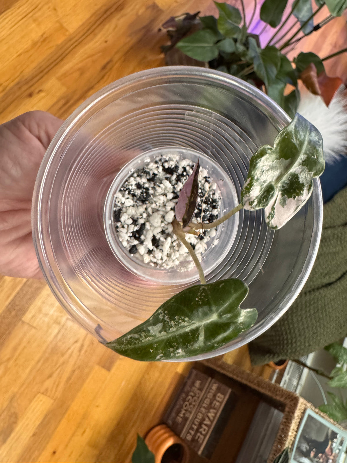 Alocasia Pink Bambino Variegated