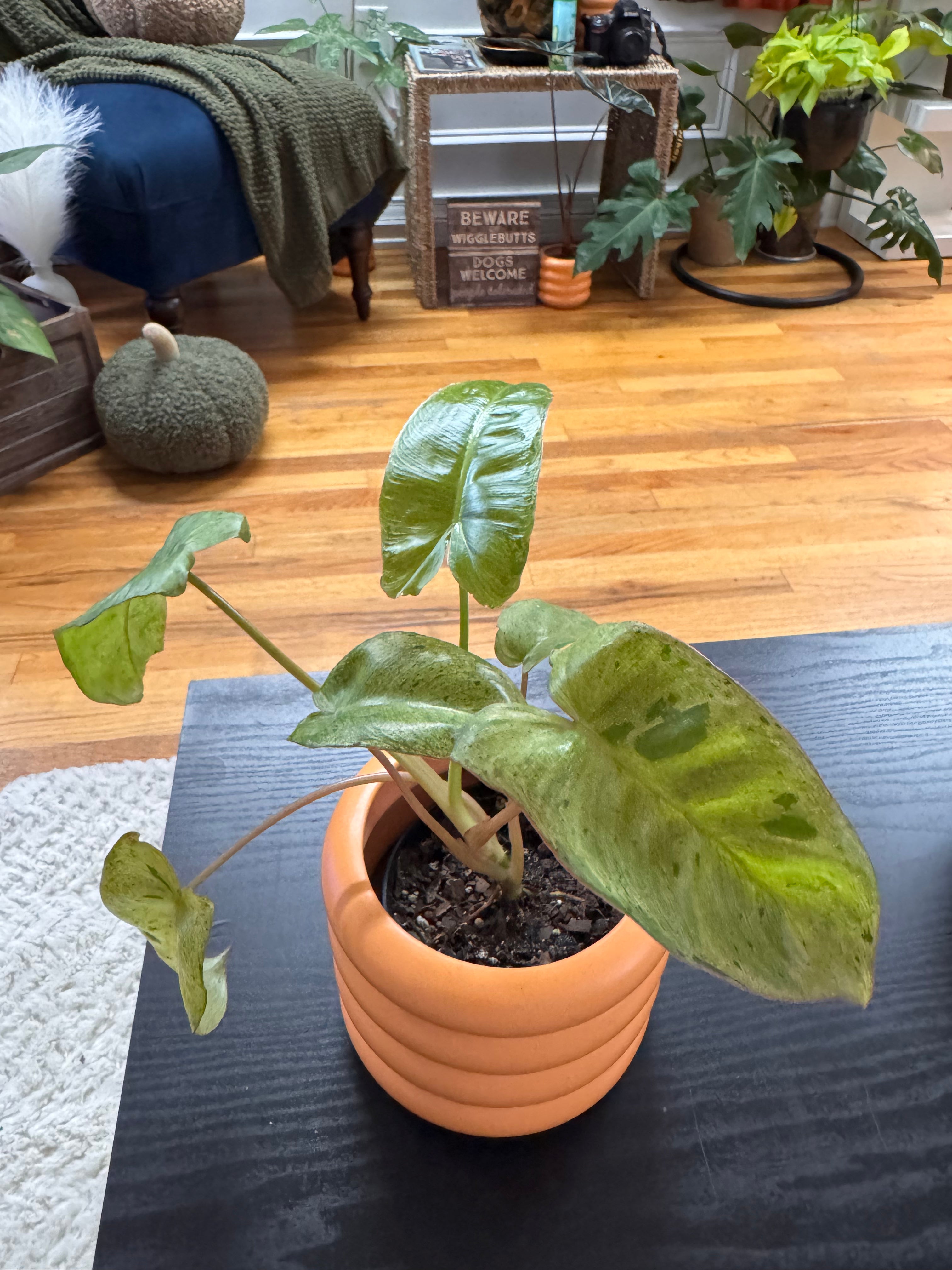 Philodendron Jose Buono
