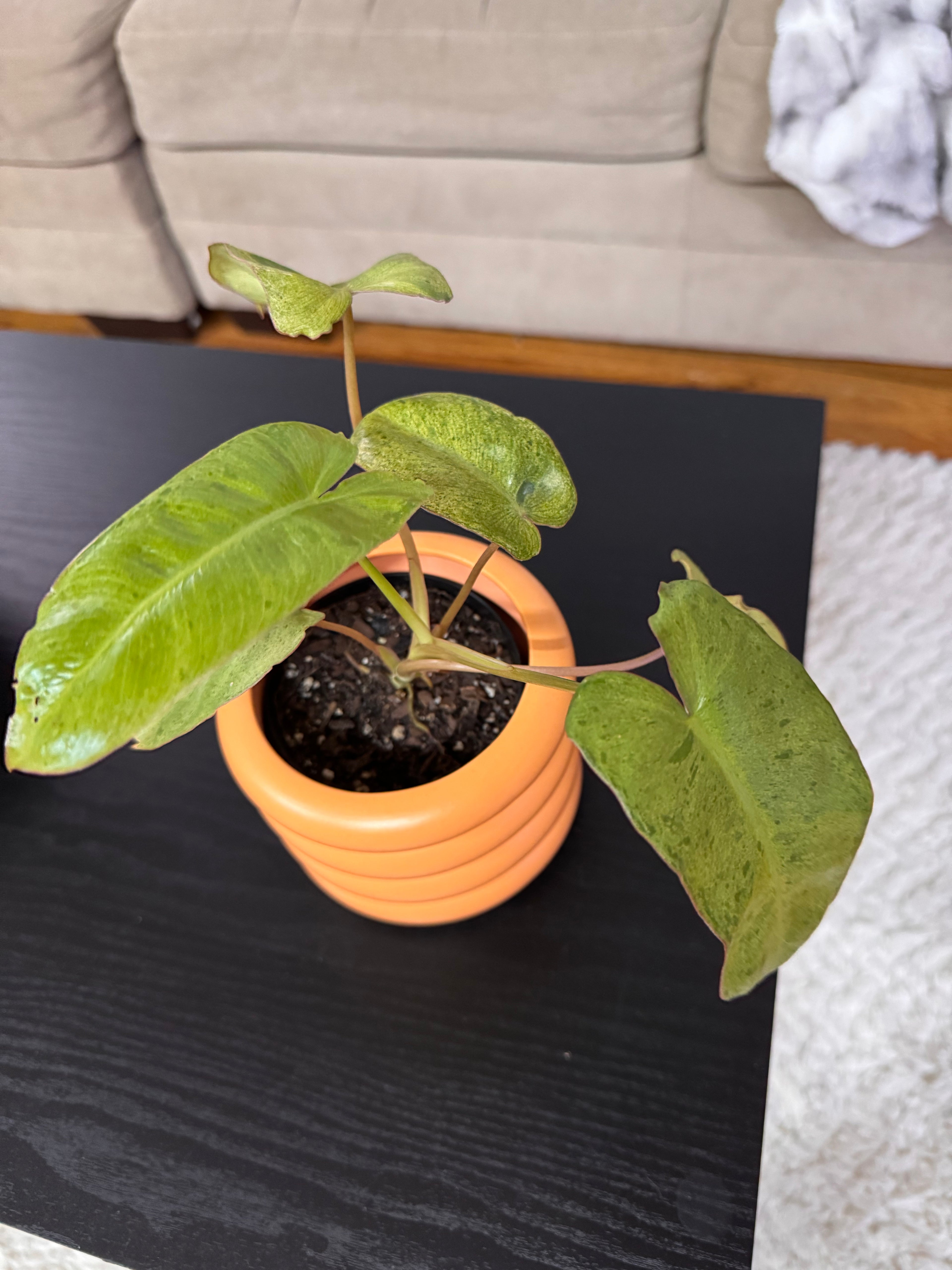 Philodendron Jose Buono