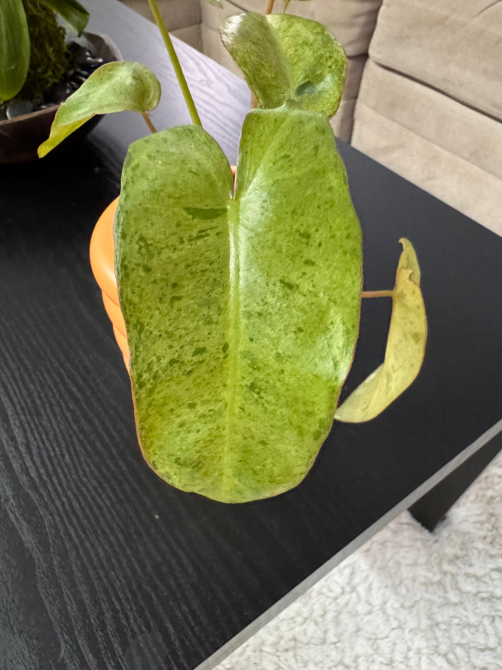 Philodendron Jose Buono