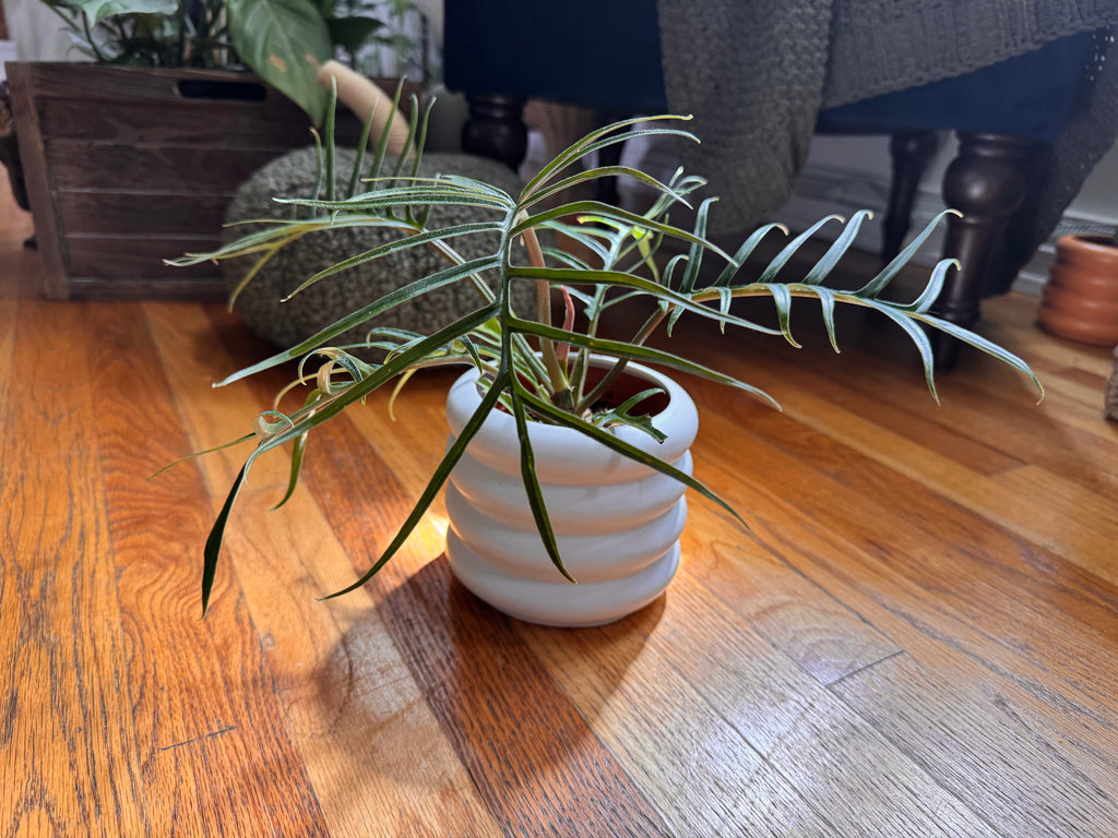 Philodendron Tortum