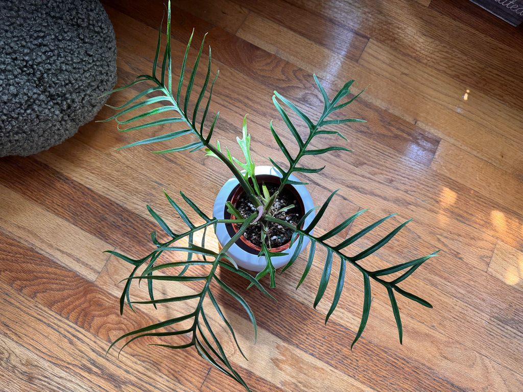 Philodendron Tortum