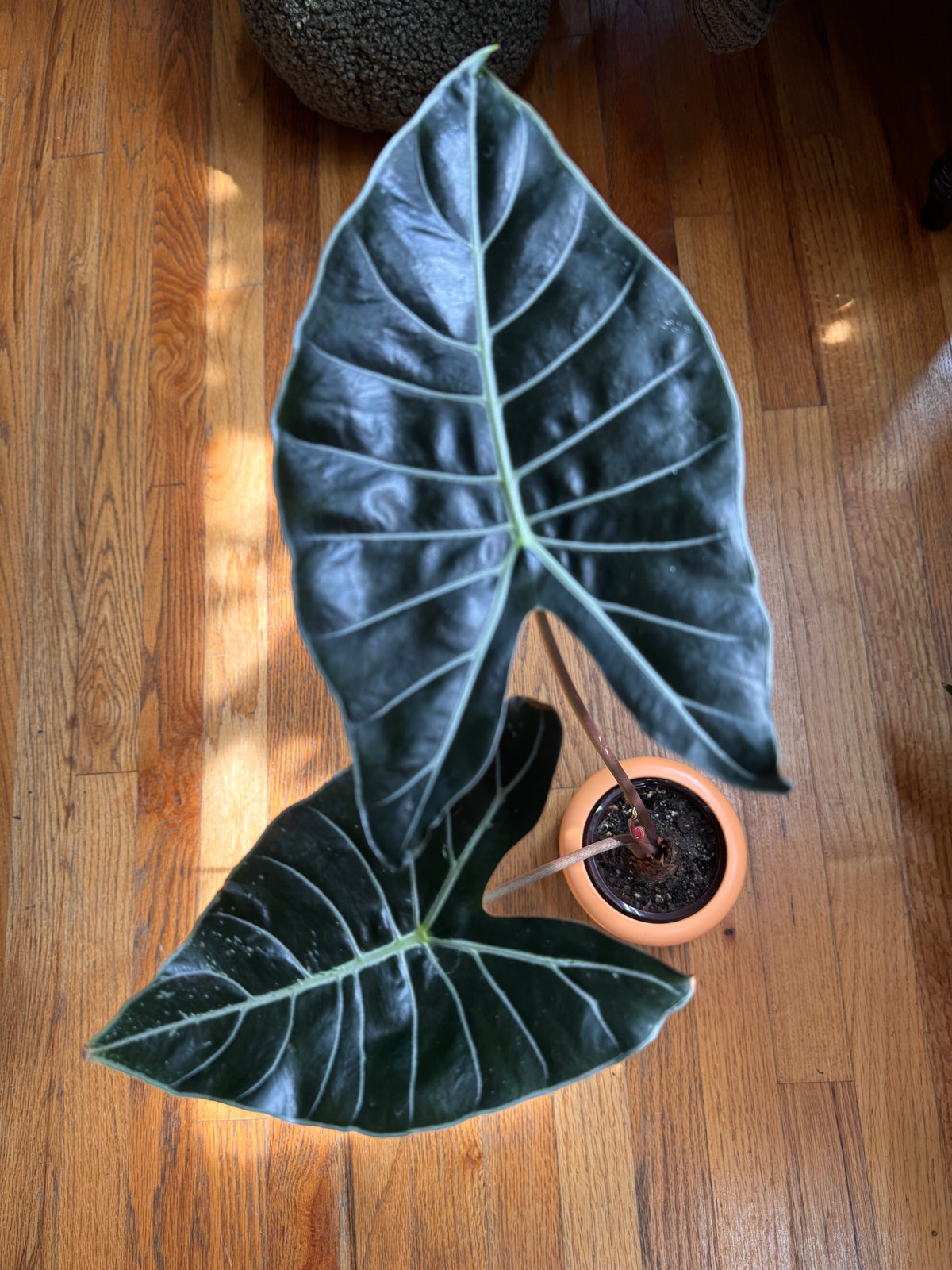 Alocasia Dragon’s Tooth