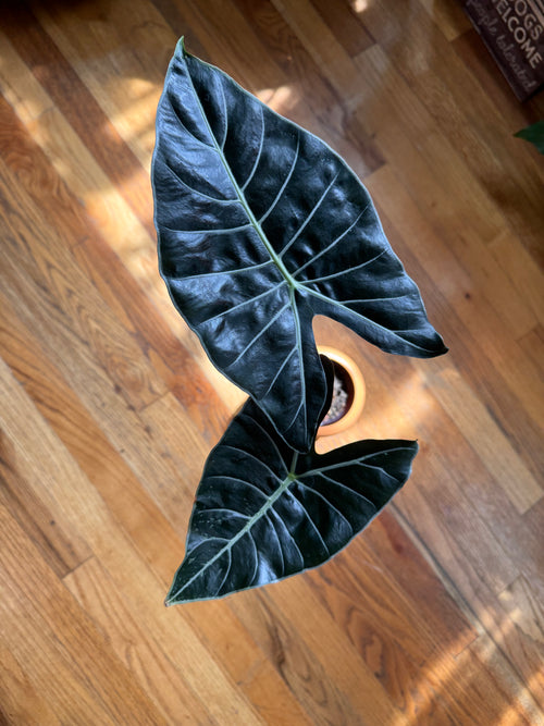 Alocasia Dragon’s Tooth
