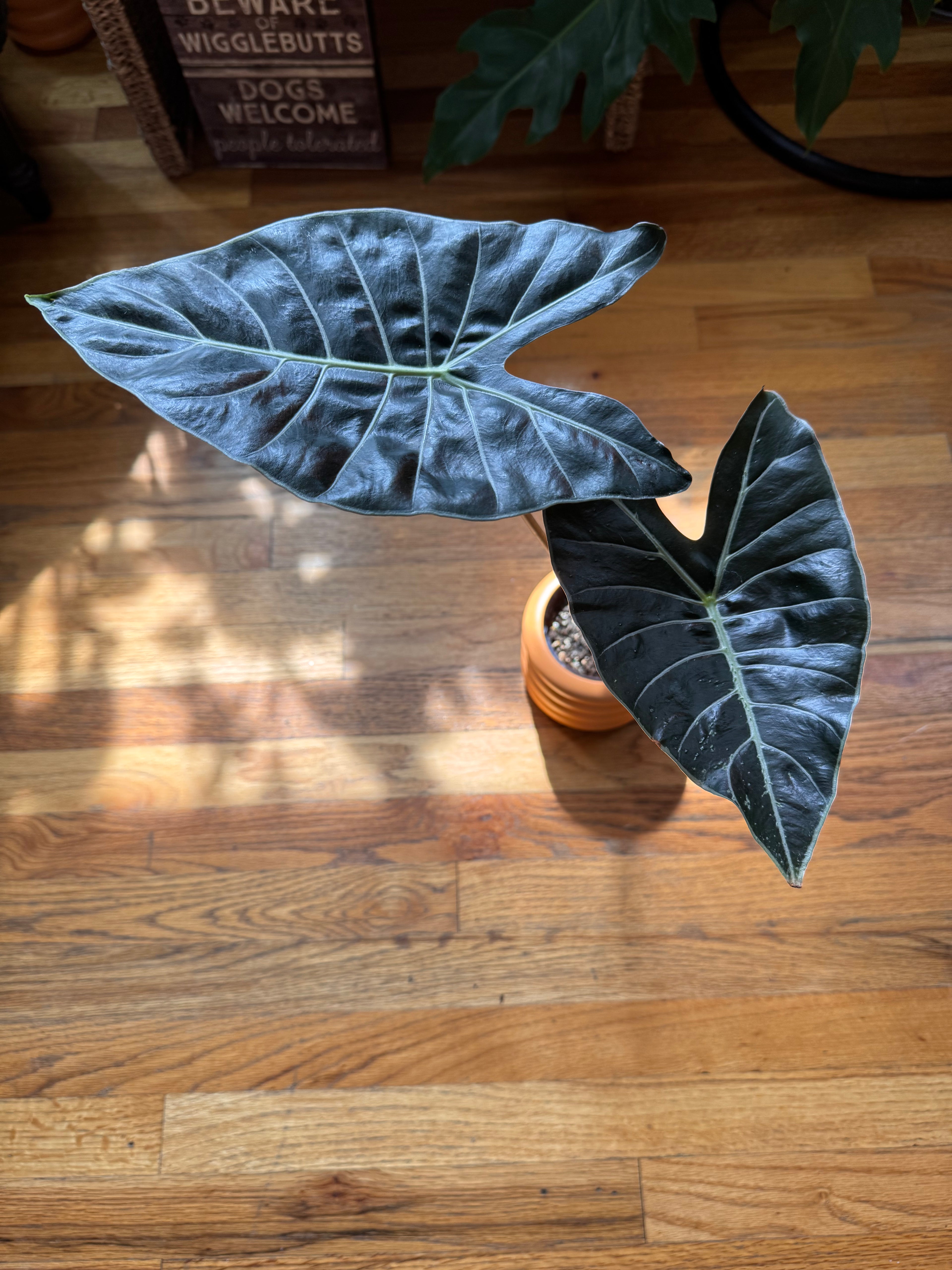 Alocasia Dragon’s Tooth