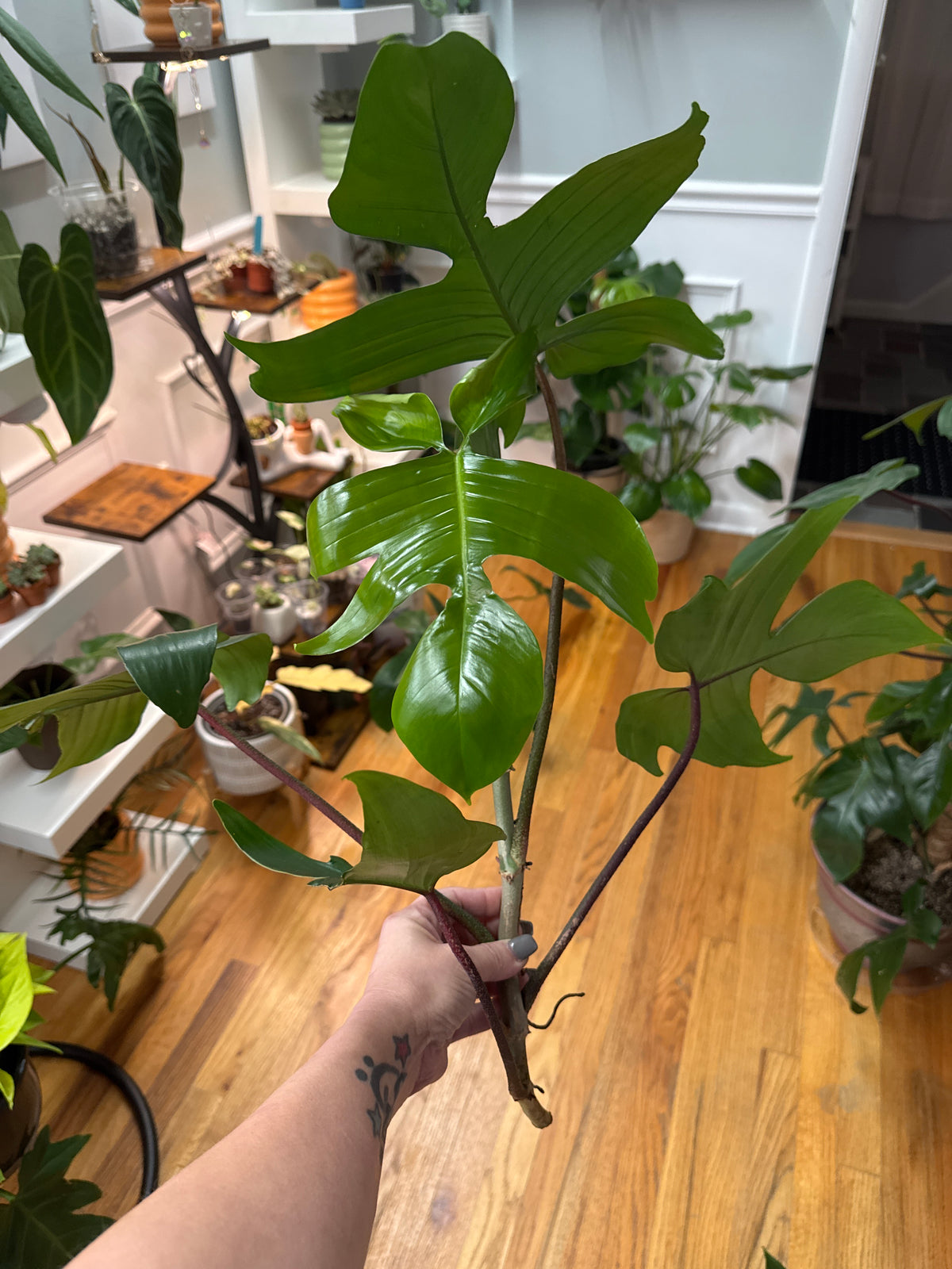 Florida Green Leaf
