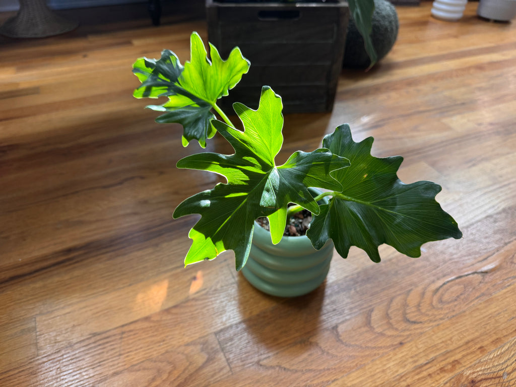 Philodendron Mayoi