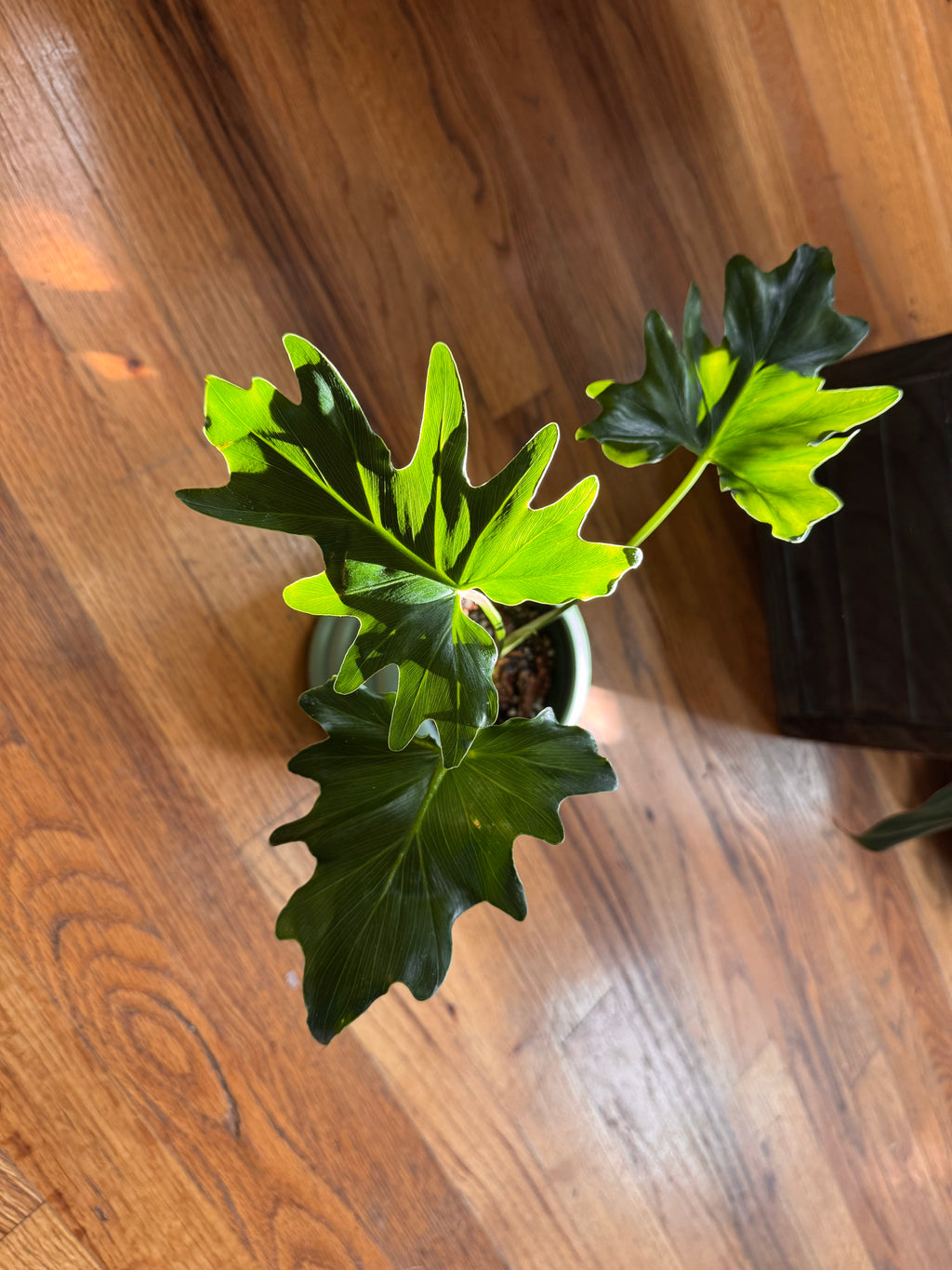 Philodendron Mayoi