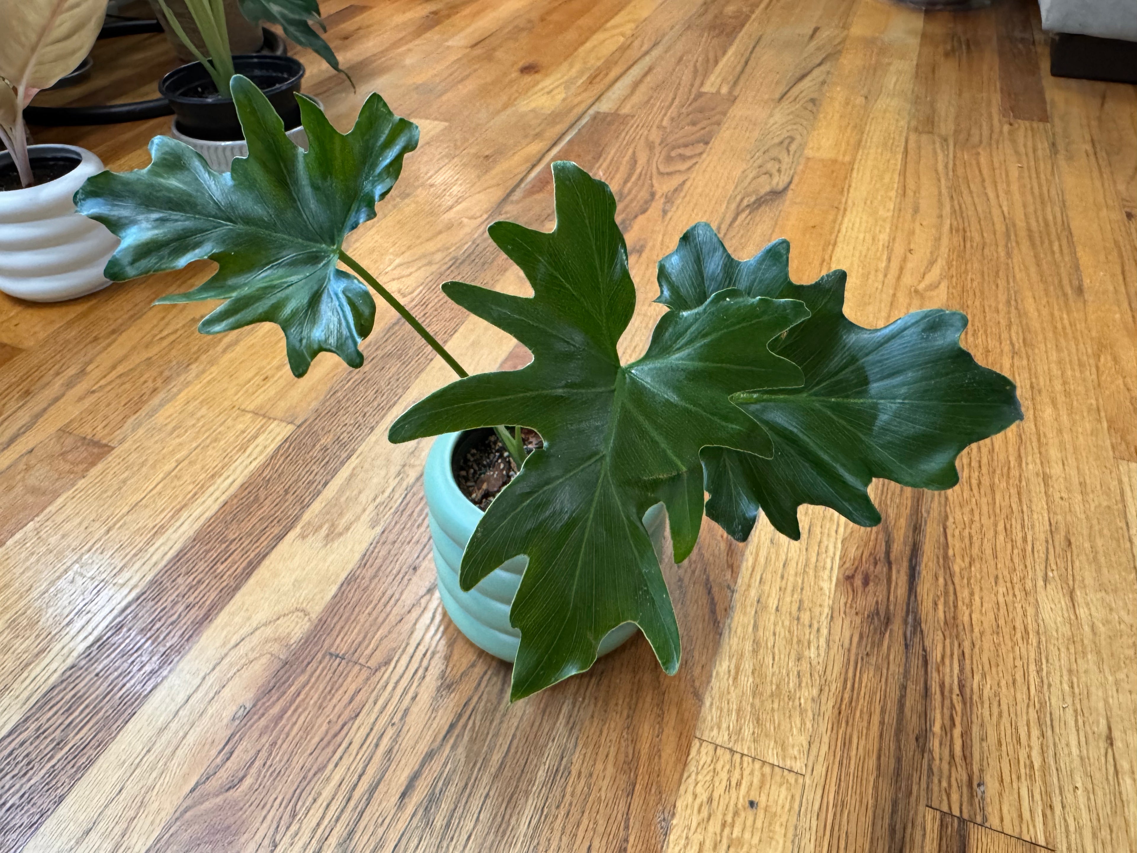 Philodendron Mayoi