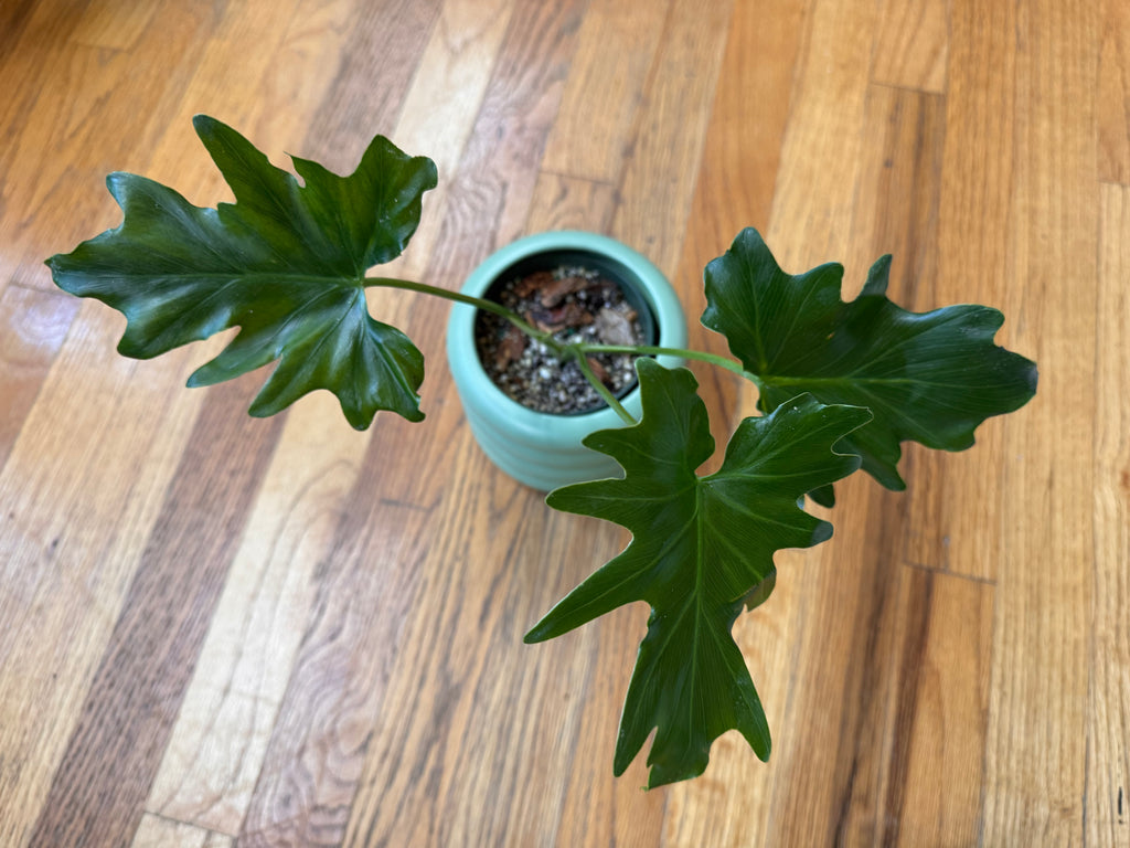 Philodendron Mayoi