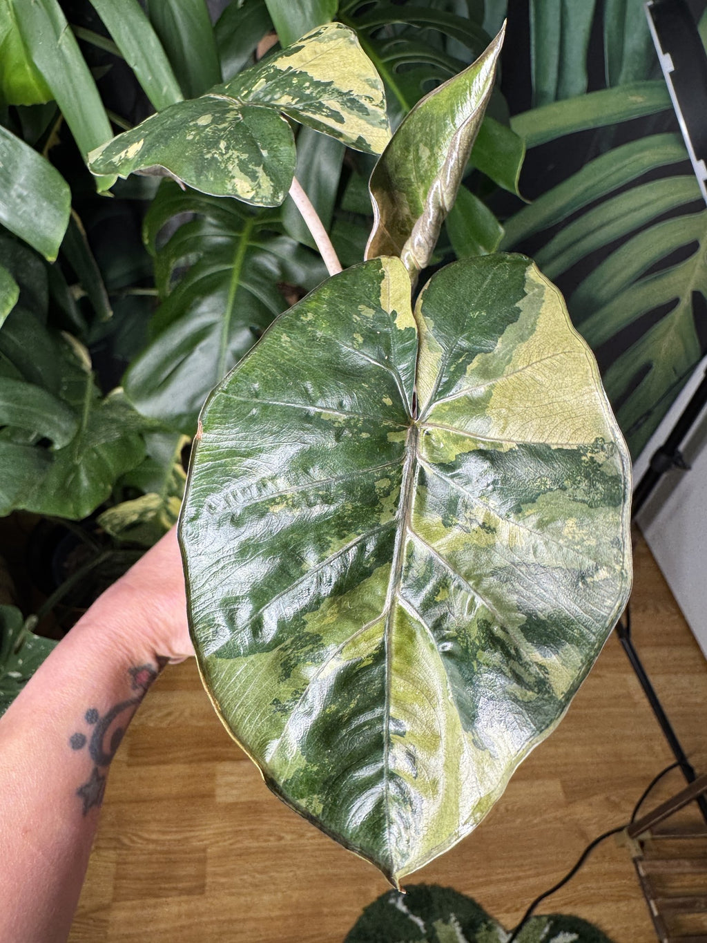 Alocasia Yucatán Princess (CORM)