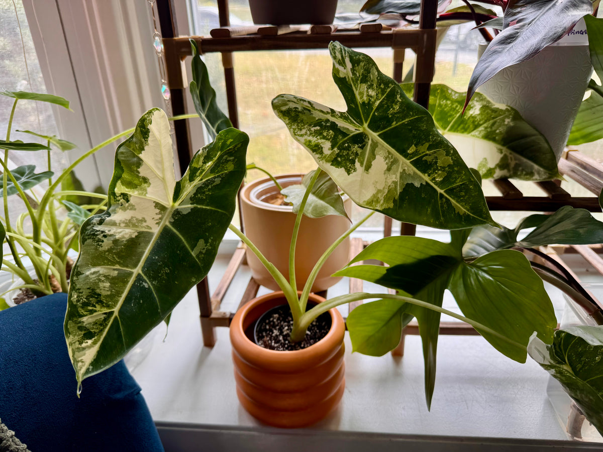 Variegated Alocasia Frydek