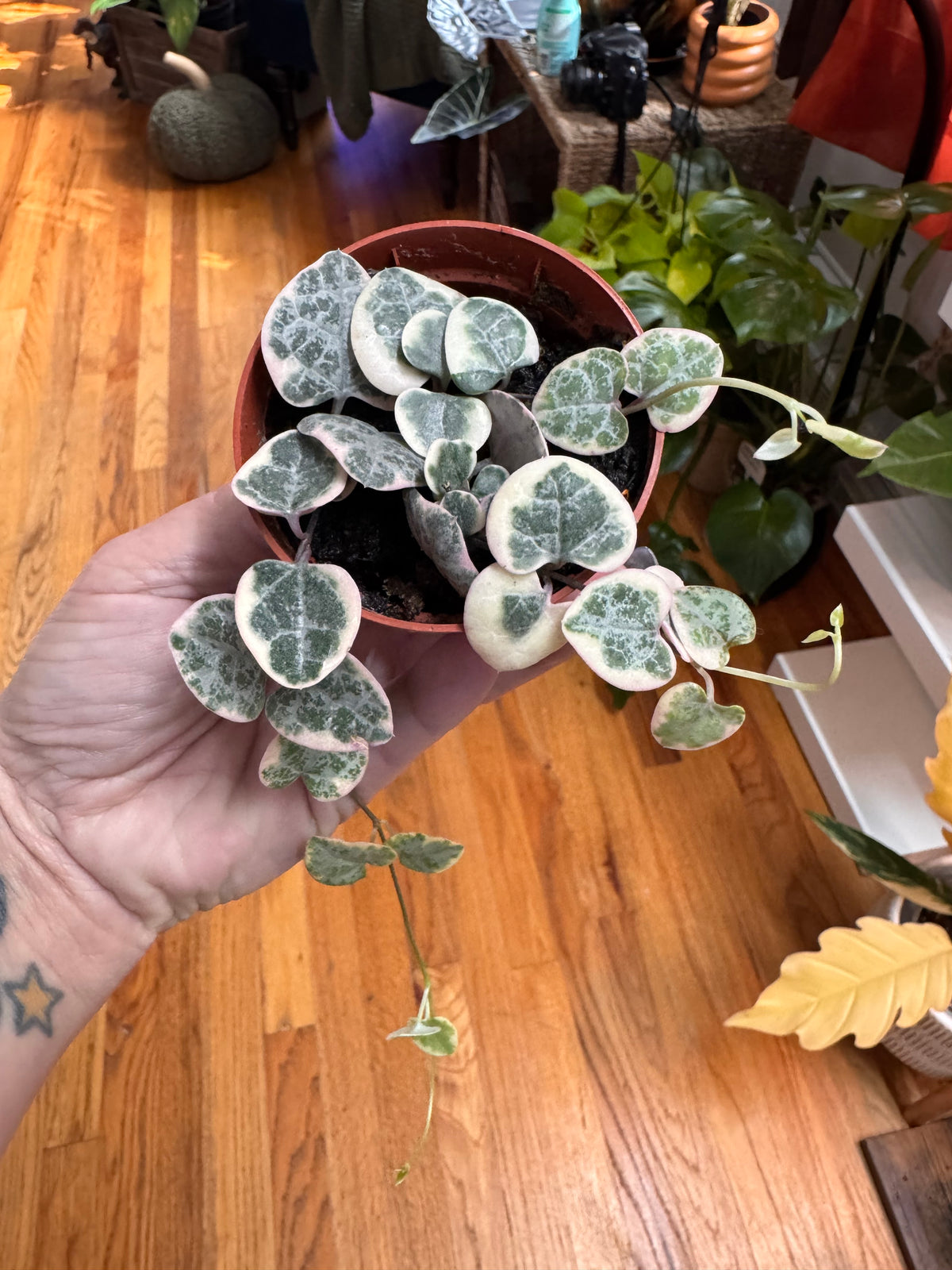 Variegated String of Hearts
